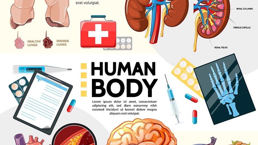 Medical Illustration – Peacock Design Solutions