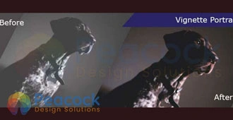 Peacock Design Solutions branding logo for web and mobile services